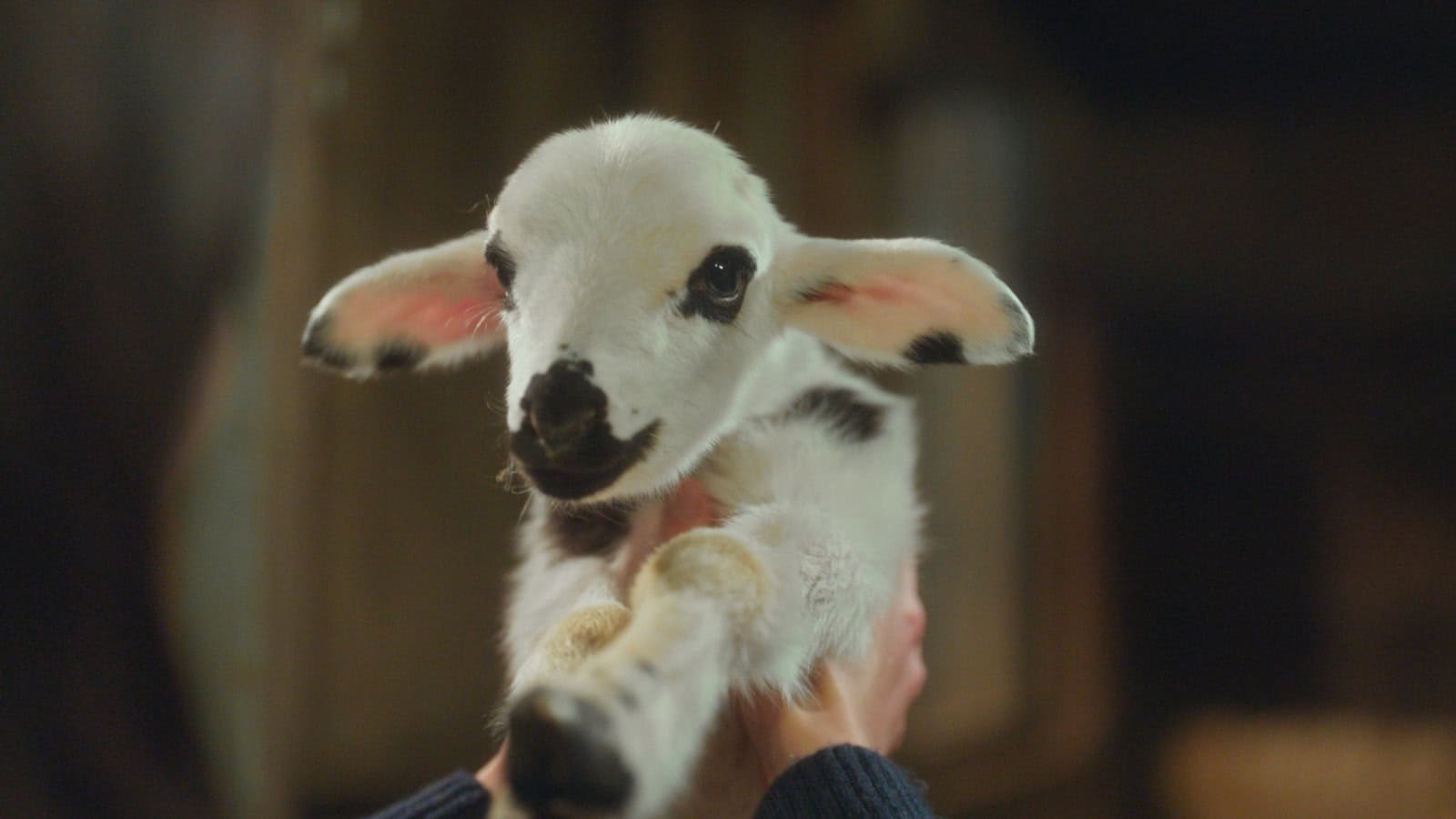 ss diclenin kuzusu 1